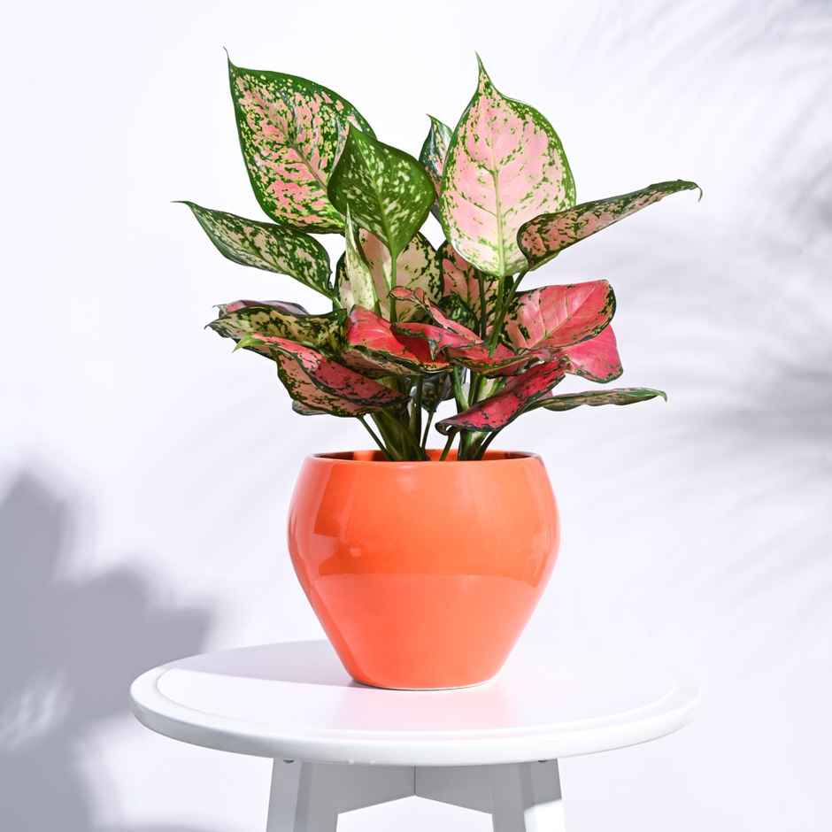 Ugaoo Apple Orange Ceramic Gardenig Pot - 6 Inch