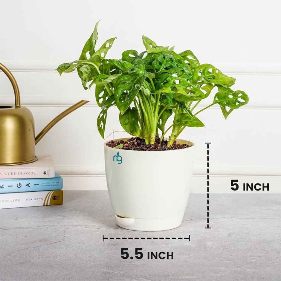 Nurturing Green - Self Watering Pots | Set of 5 | Ivory | Size: 14cm x 12.5cm | Pots for Plant