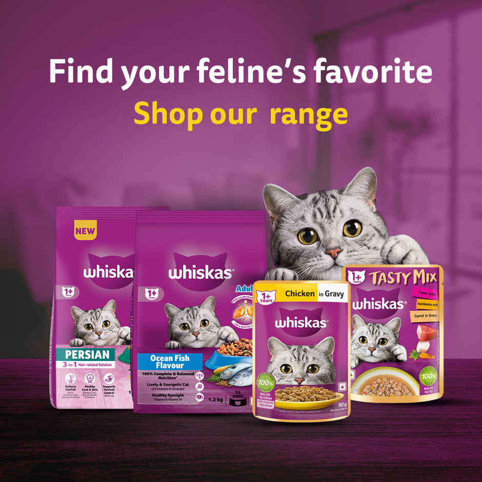 Whiskas Adult Dry Cat Food | 1+ Years | Ocean Fish