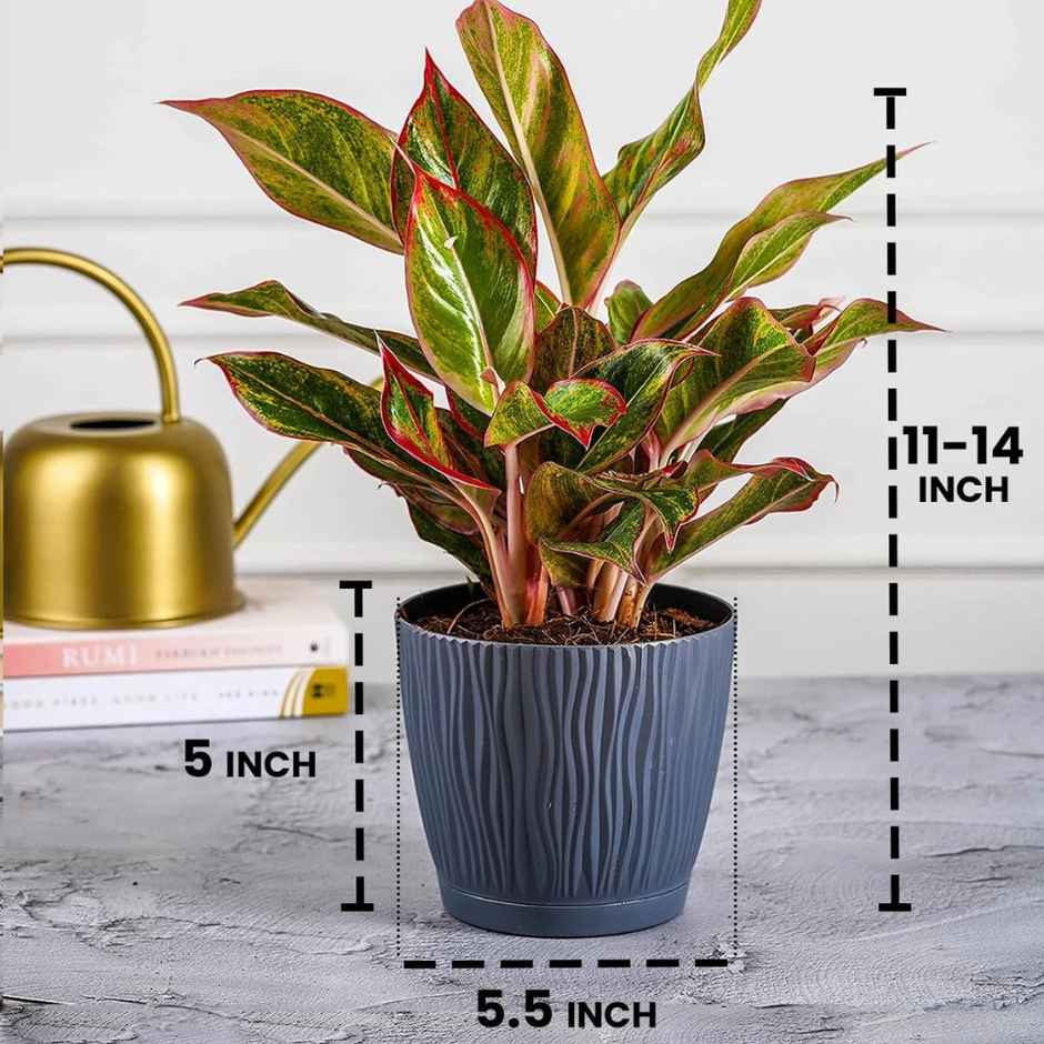 Nurturing Green - Self Watering Pot | Set of 1 | Grey | Size: 14cm x 12.5cm | Plastic Flower Pots