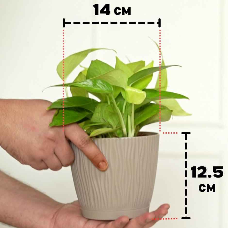 Nurturing Green - Mocha Self Watering Pots | Set of 3 | Size: 14cm x 12.5cm | Plant Pots with Tray