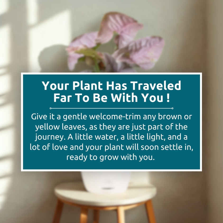 Nurturing Green - Syngonium Pink Plant in Self Watering Pot (Ivory, 8cm x 6.5cm) | Indoor Plants