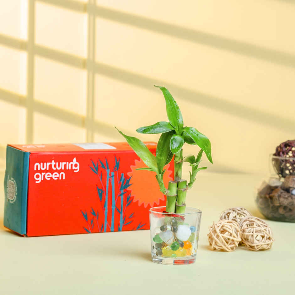 Nurturing Green Lucky Bamboo Plant (3-Stems) in Glass Pot | Gifting & Décor