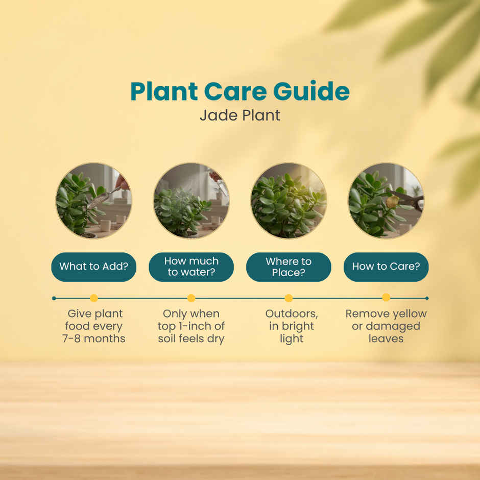 Nurturing Green Jade Plant in Self Watering Pot | Gifting & Decor