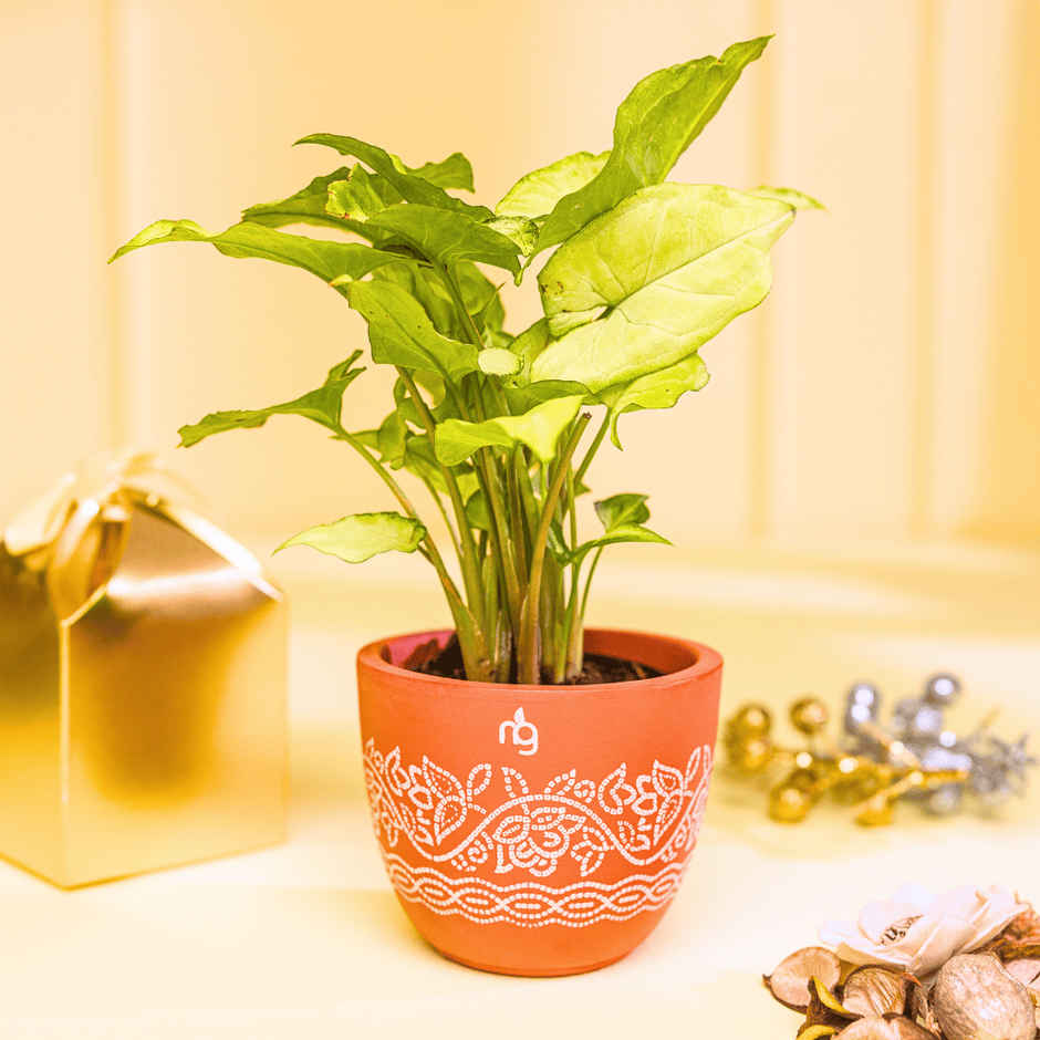 Nurturing Green - Syngonium White Indoor Plant in Printed Terracotta Planter (Size: 10 x 8 cm)