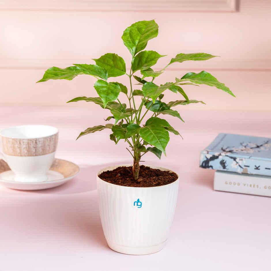 Nurturing Green - Combo of 3 Air-Purifying Indoor Plants