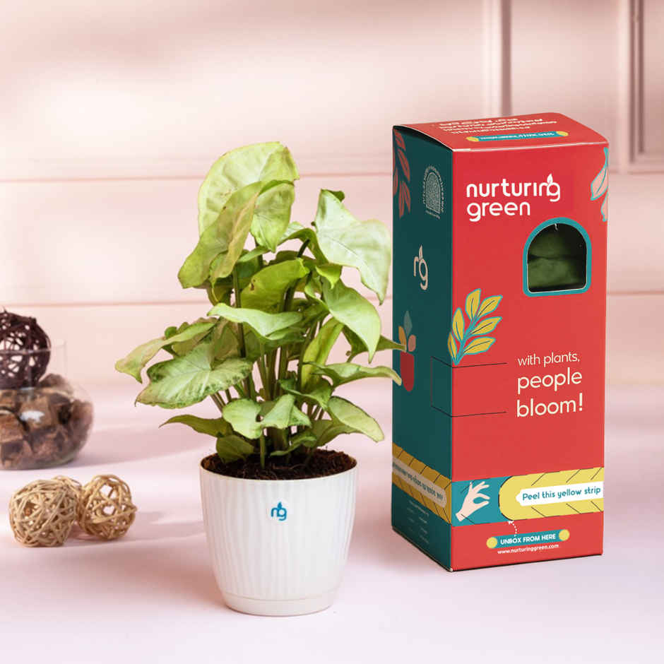 Nurturing Green Syngonium White Plant in Self Watering Pot | Gifting & Decor