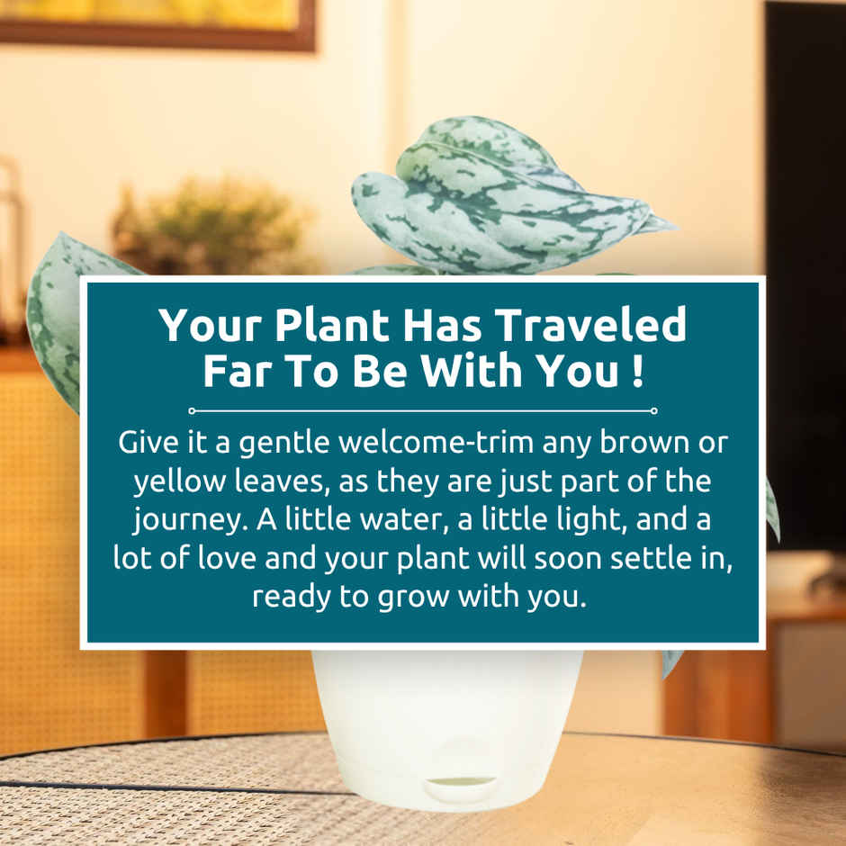 Nurturing Green - Air Purifying Silver Money Plant in Self-Watering Ivory Pot (Size: 11.5 x 11 cm)