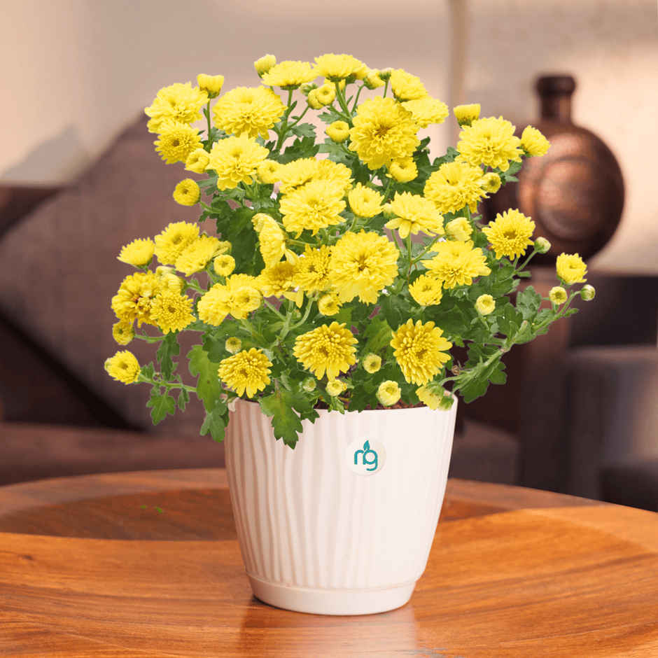 Nurturing Green - Chrysanthemum Yellow Indoor Plant in Self Watering Ivory Pot (Size: 11.5 x 11 cm)