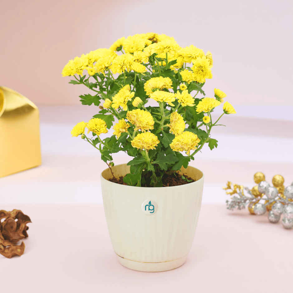 Nurturing Green - Chrysanthemum Yellow Indoor Plant in Self Watering Ivory Pot (Size: 11.5 x 11 cm)
