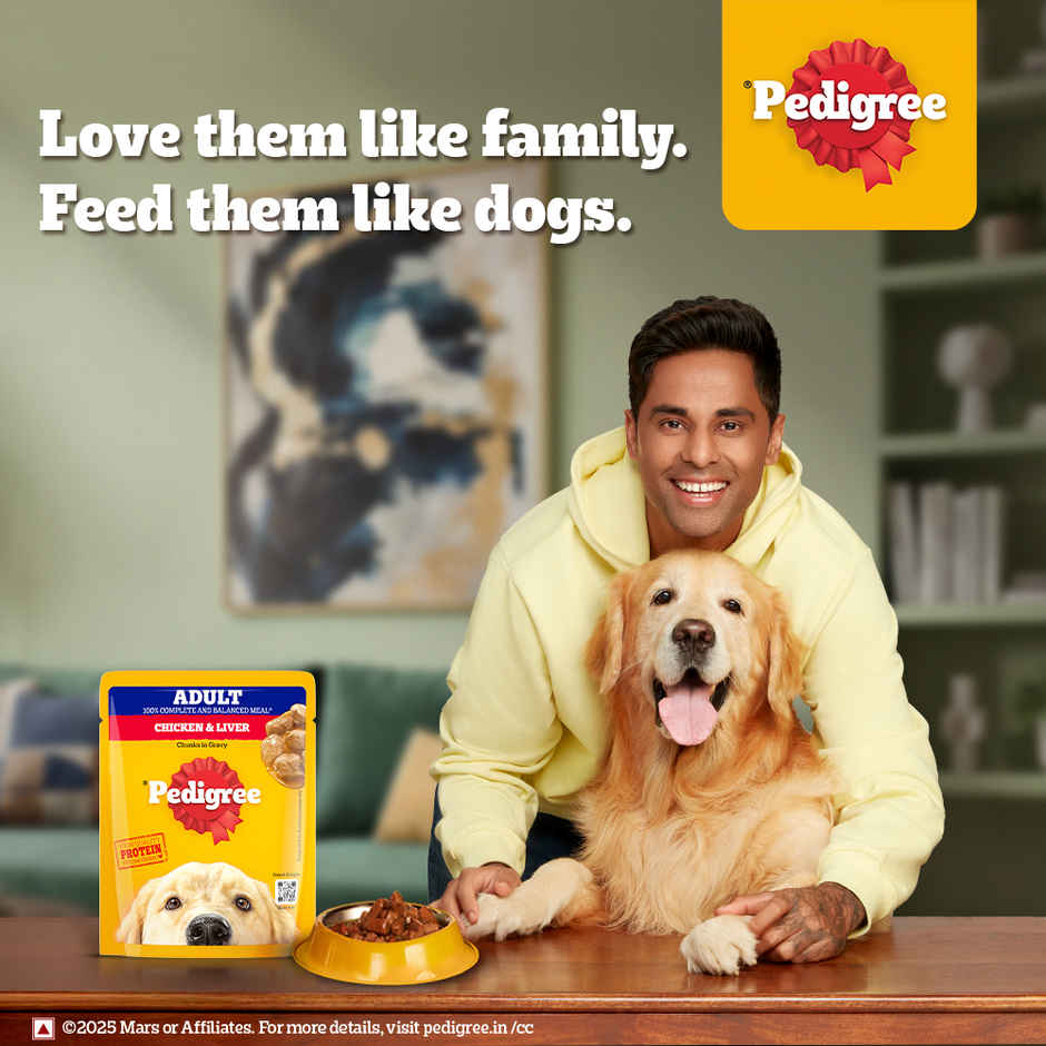Pedigree Adult Chicken & Liver Chunks In Gravy Wet Dog Food