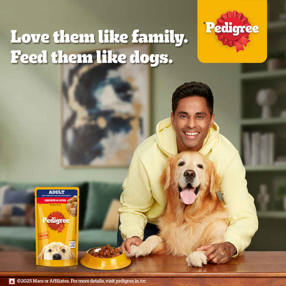 Pedigree Adult Chicken & Liver Chunks In Gravy Wet Dog Food Combo