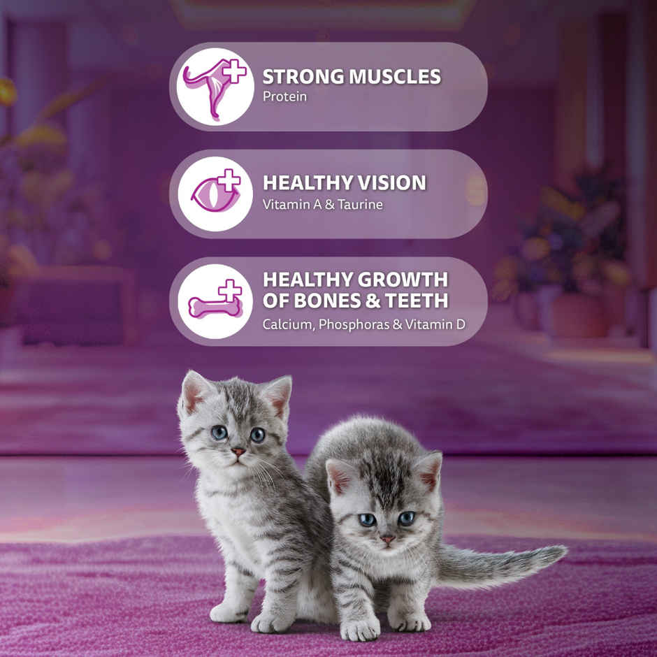 Whiskas Kitten Dry Cat Food | 2 to 12 Months | Ocean Fish