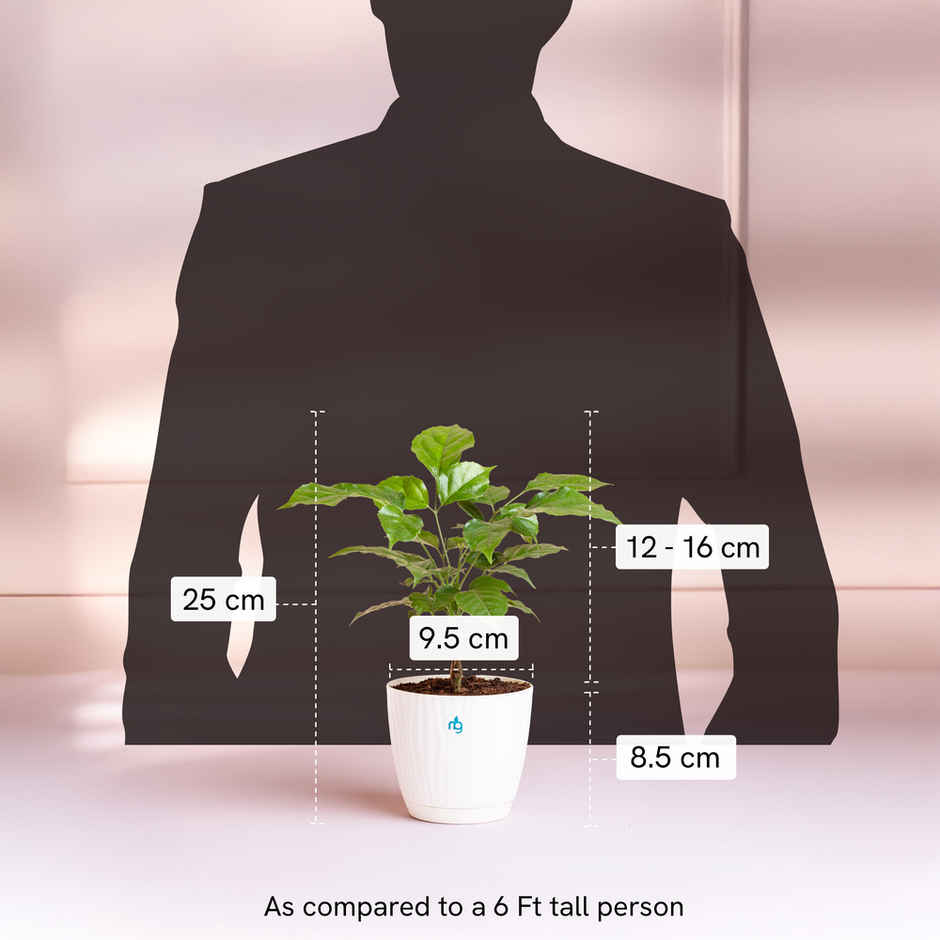 Nurturing Green - Combo of 3 Air-Purifying Indoor Plants