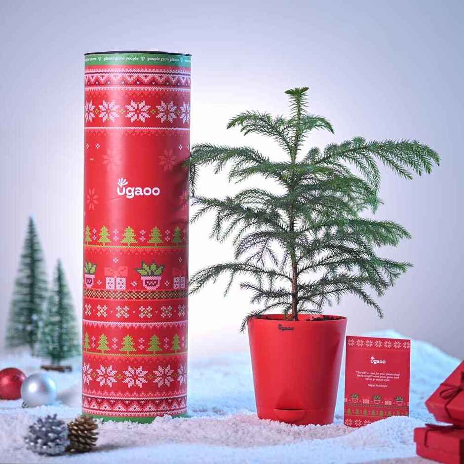 Natural Christmas Tree with Krish Pot 