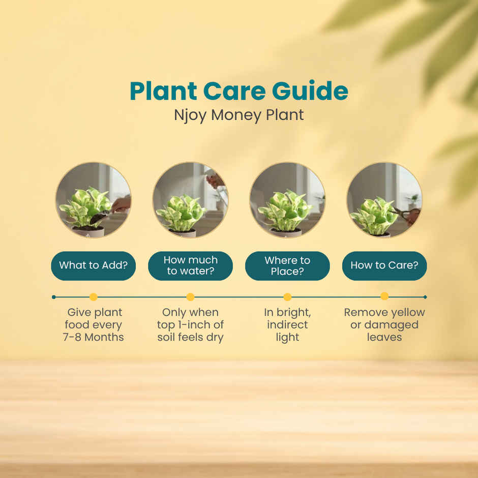 Nurturing Green Air Purifying Njoy Money Plant in Self Watering Ivory Pot | Gifting & Decor