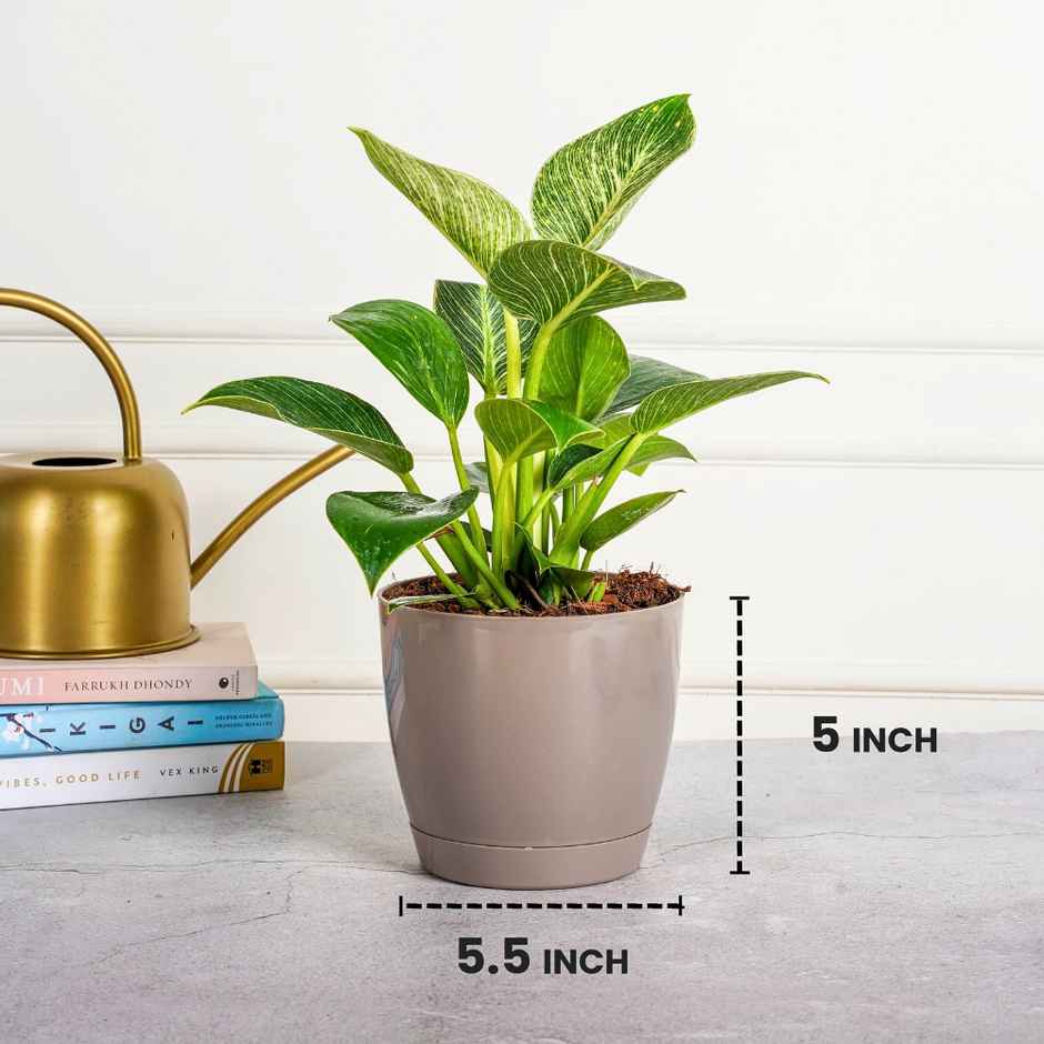 Nurturing Green - Self Watering Pots | Set of 5 | Mocha | Size: 14cm x 12.5cm | Plastic Flower Pots