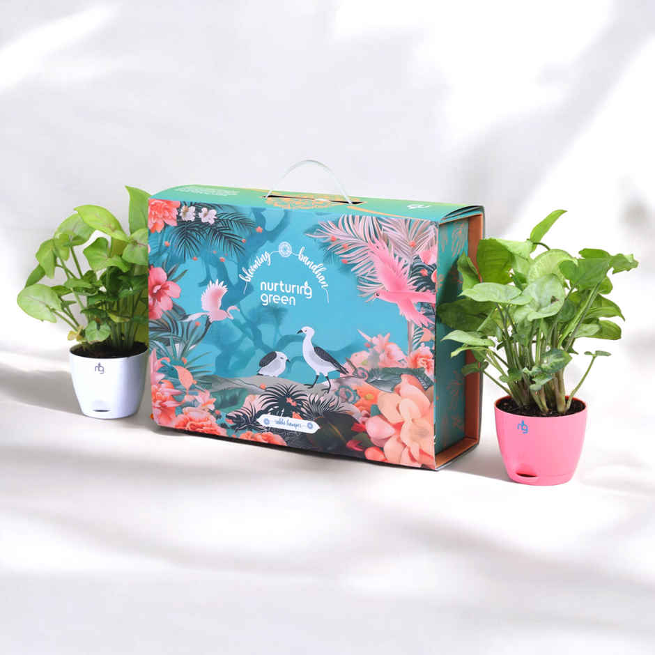 Nurturing Green Plants Gift Box