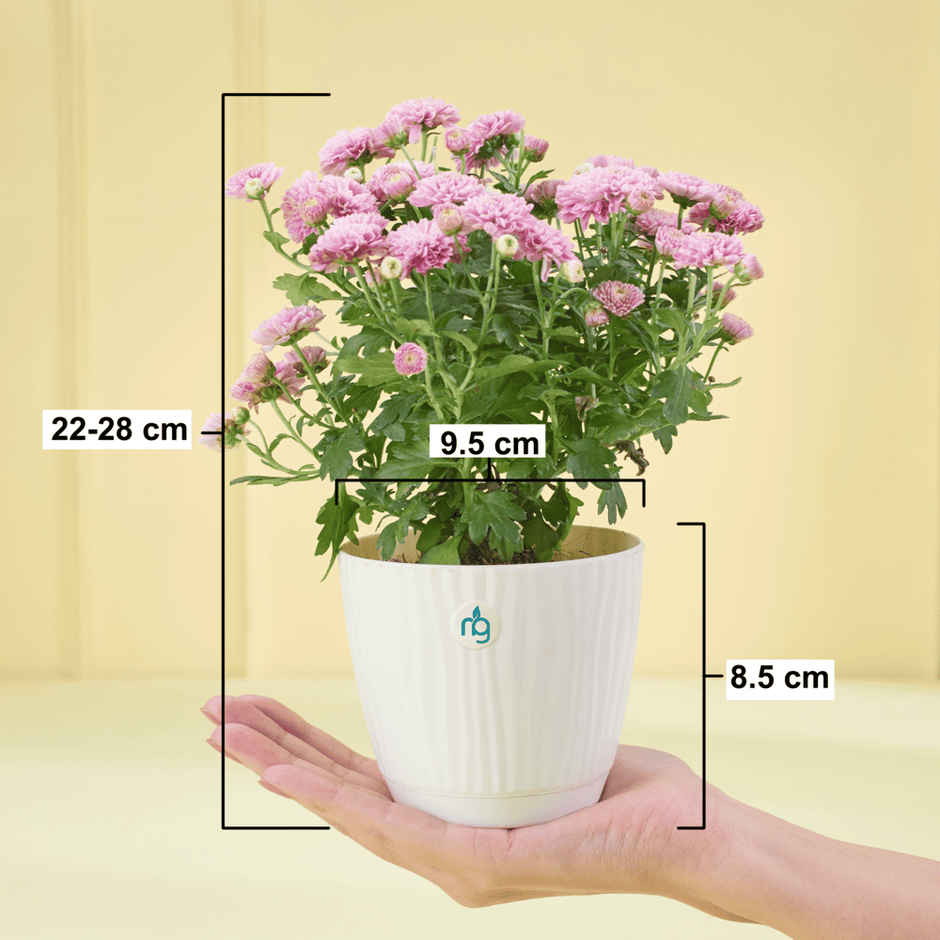 Nurturing Green Chrysanthemum Multiflora Light Pink Flowering Plant in Ivory Pot