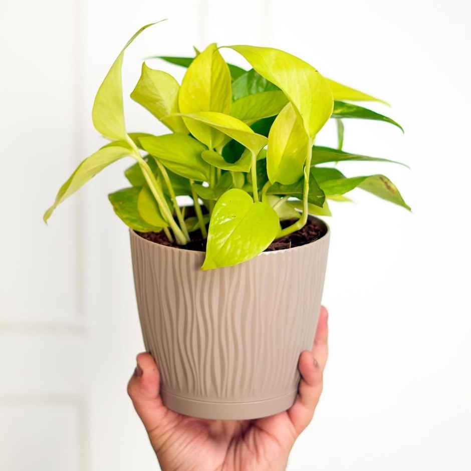 Nurturing Green - Mocha Self Watering Pots | Set of 5 | 14cm x 12.5cm | Flower Pots for Plants