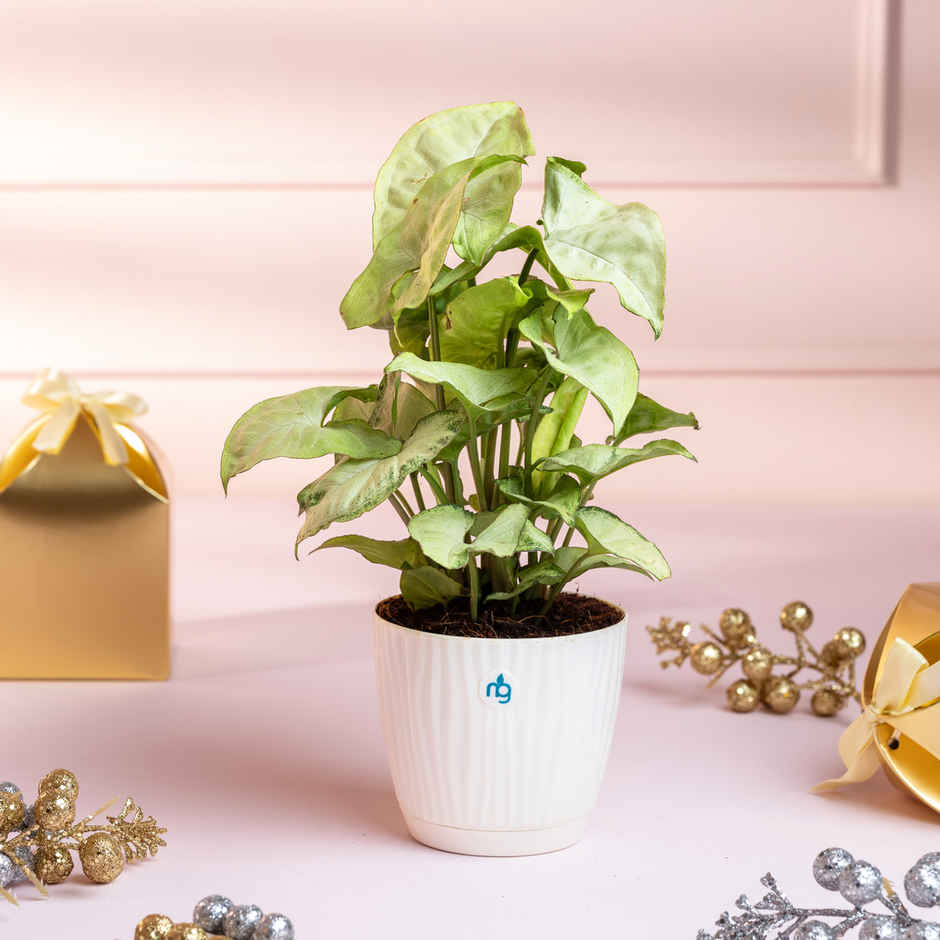 Nurturing Green - Syngonium White Plant in Self Watering Pot (Ivory, 9.5cm x 8.5cm) | Live Plants