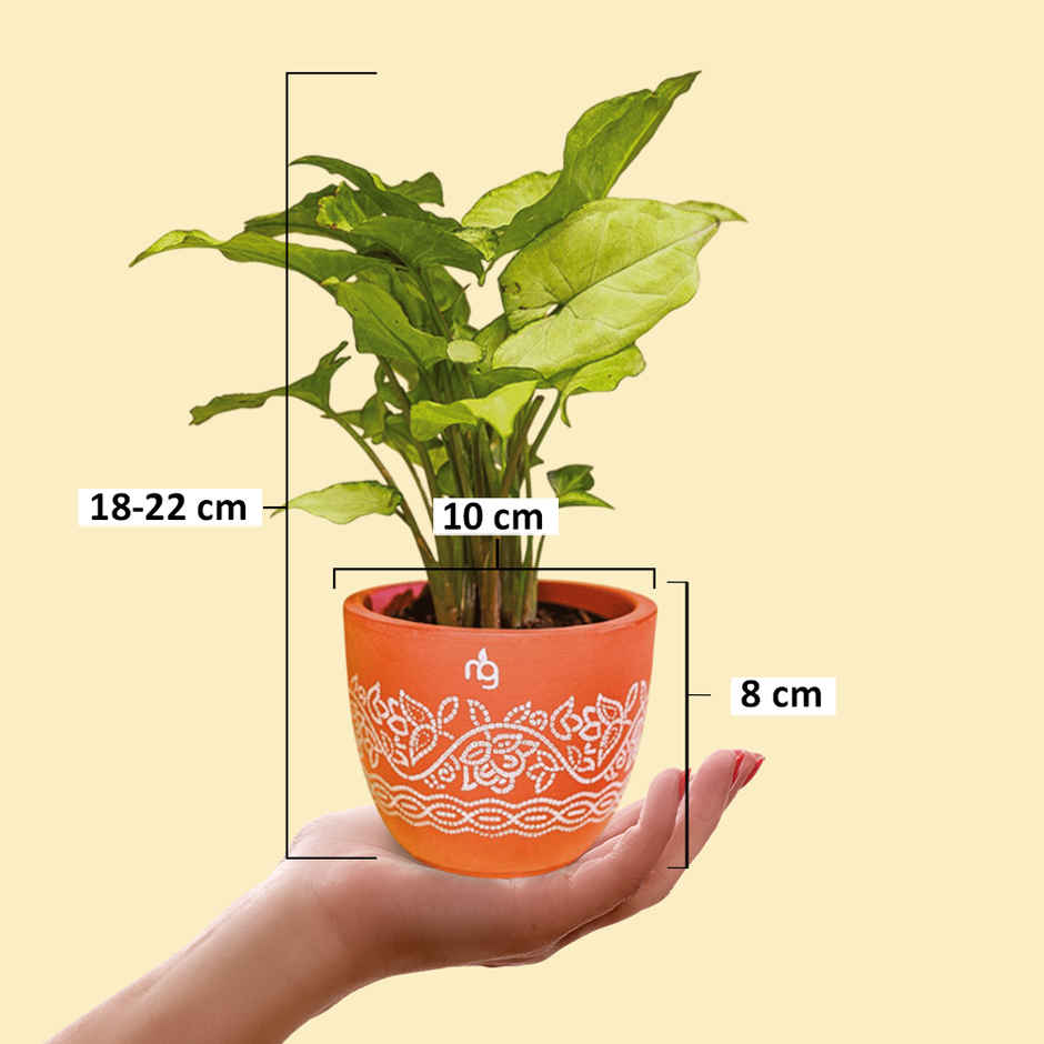 Nurturing Green - Syngonium White Indoor Plant in Printed Terracotta Planter (Size: 10 x 8 cm)