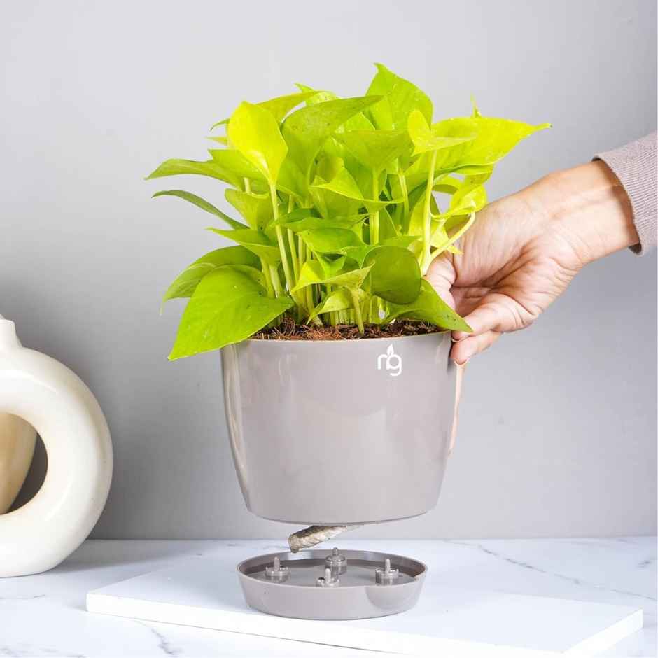 Nurturing Green - Self Watering Pots | Set of 5 | Mocha | Size: 14cm x 12.5cm | Plastic Flower Pots