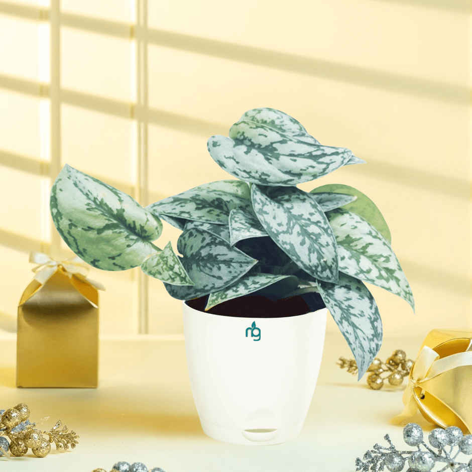 Nurturing Green - Air Purifying Silver Money Plant in Self-Watering Ivory Pot (Size: 11.5 x 11 cm)