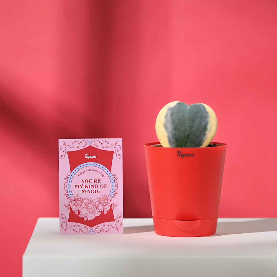 Ugaoo Heart Hoya Verigated Plant With Red Self Watering Pot(1pc) & Fnp Radiant Red Rose Bouquet(1pc) Combo