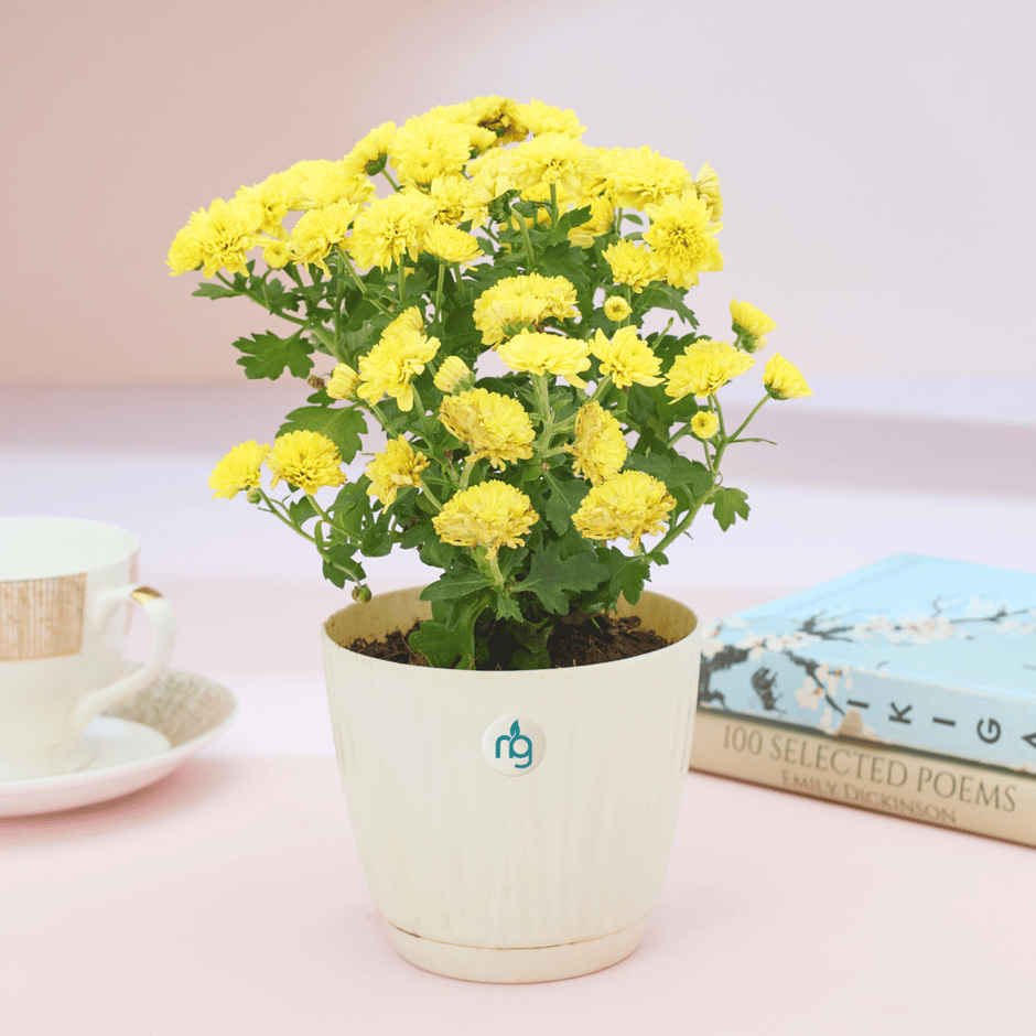 Nurturing Green - Chrysanthemum Yellow Indoor Plant in Self Watering Ivory Pot (Size: 11.5 x 11 cm)