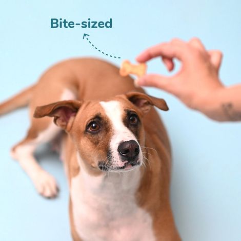 HUFT Yummy In My Tummy Dog Cookies Chicken LiverJar