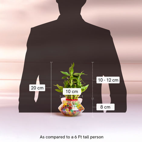 Nurturing Green - Lucky Bamboo Plant (2-layer) in Glass Pot (10cm x 8cm) | Plants for Gifting