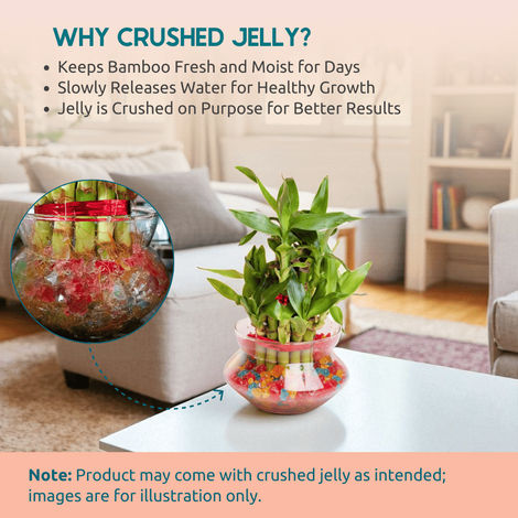 Nurturing Green - Lucky Bamboo Plant (2-layer) in Glass Pot (10cm x 8cm) | Plants for Gifting