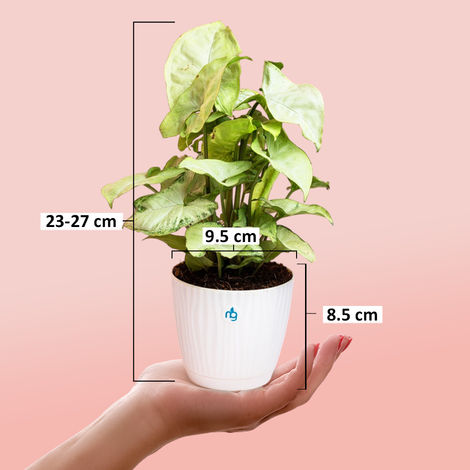 Nurturing Green - Syngonium White Plant in Self Watering Pot (Ivory, 9.5cm x 8.5cm) | Live Plants