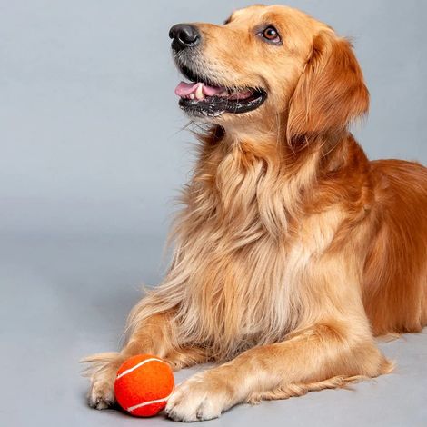 HUFT Tennis Ball For Dog Orange