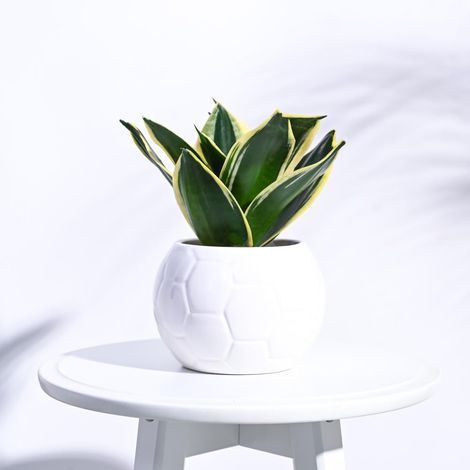 Uagoo Football Ceramic Pot (White)