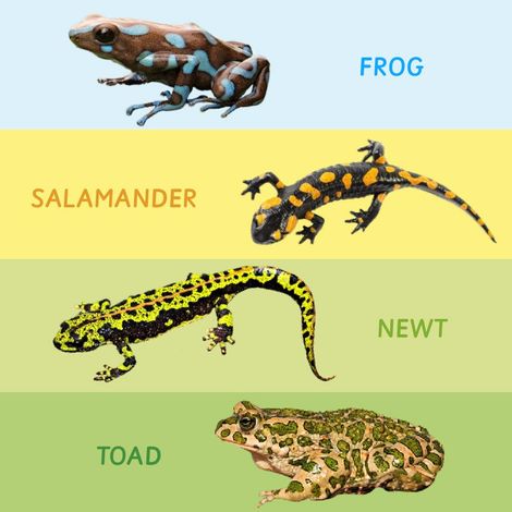 Ariro Toys Rotating Puzzle - Amphibians