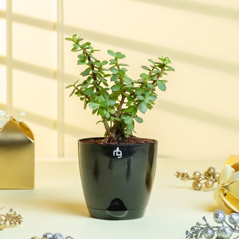 Nurturing Green - Jade Plant in Self Watering Pot (Black, 11.5cm x 11cm) | Lucky Plant Gift