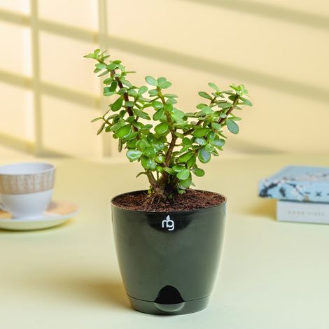 Nurturing Green - Jade Plant in Self Watering Pot (Black, 11.5cm x 11cm) | Lucky Plant Gift