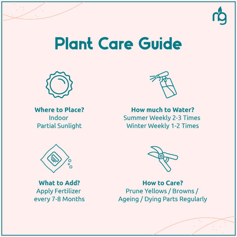 Nurturing Green - Syngonium White Plant in Self Watering Pot (Ivory, 9.5cm x 8.5cm) | Live Plants