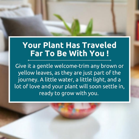 Nurturing Green - Lucky Bamboo Plant (2-layer) in Glass Pot (10cm x 8cm) | Plants for Gifting