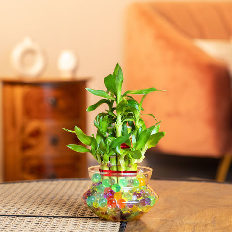 Nurturing Green - Lucky Bamboo Plant (2-layer) in Glass Pot (10cm x 8cm) | Plants for Gifting
