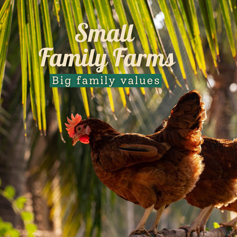 Farm Made Free Range Brown Eggs, 12 Pieces - Protein Rich, Veg Feed, Non-Fertile