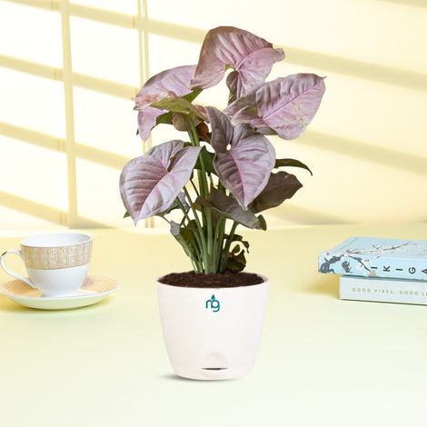 Nurturing Green - Syngonium Pink Plant in Self Watering Pot (Ivory, 8cm x 6.5cm) | Indoor Plants