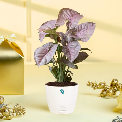 Nurturing Green - Syngonium Pink Plant in Self Watering Pot (Ivory, 8cm x 6.5cm) | Indoor Plants