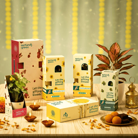 Nurturing Green - Lucky Bamboo Plant (2-layer) in Glass Pot (10cm x 8cm) | Plants for Gifting