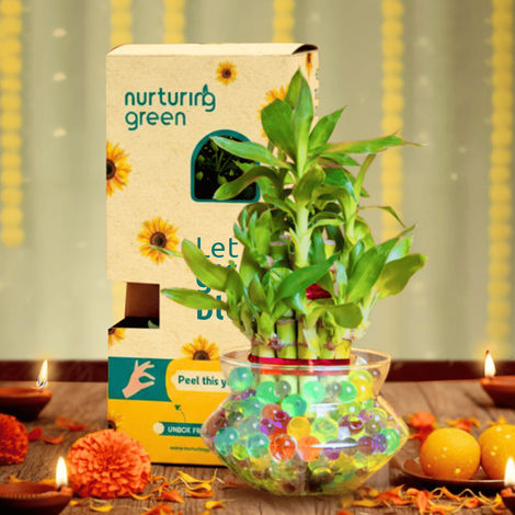 Nurturing Green - Lucky Bamboo Plant (2-layer) in Glass Pot (10cm x 8cm) | Plants for Gifting