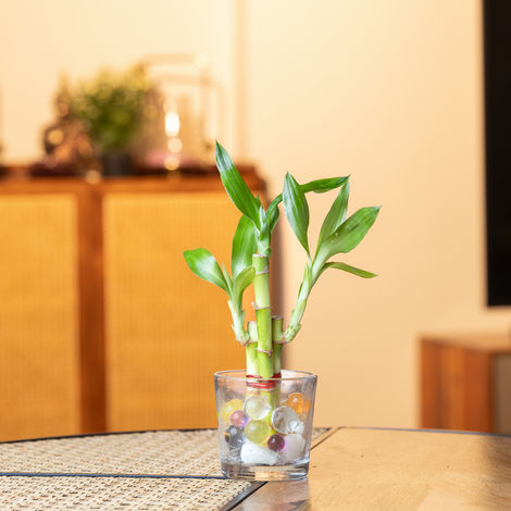 Nurturing Green - Lucky Bamboo Plant (3-Stems) in Glass Pot (6cm x 6cm) | Good Luck Plant Gift