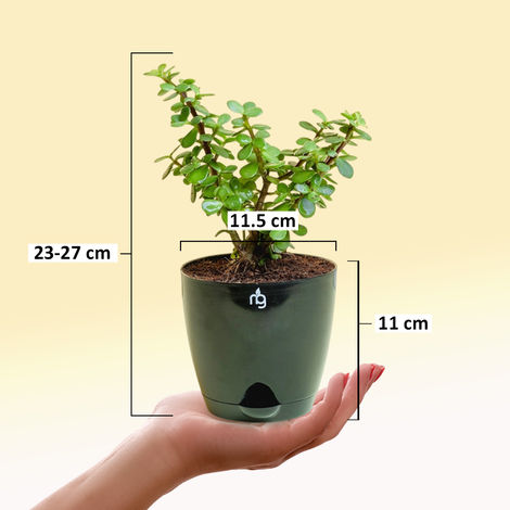 Nurturing Green - Jade Plant in Self Watering Pot (Black, 11.5cm x 11cm) | Lucky Plant Gift