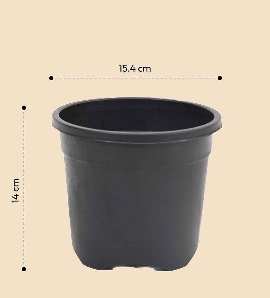 Ugaoo Gardening Plastic Pots For Plants (6 Inch Black Color Set Of 6 ) Plant Container Set
